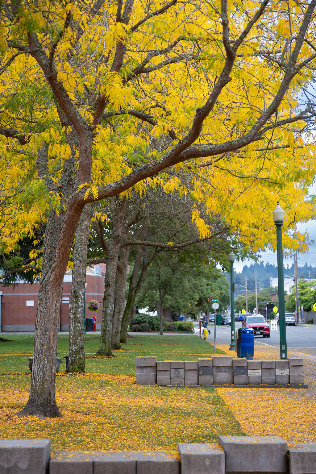 Autumn trees and streetscape in Puyallup, Washington